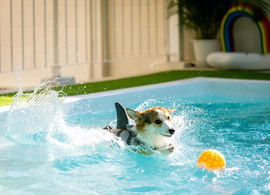 Acute respiratory distress syndrome in dogs: what is ARDS and how to treat it Acute respiratory distress syndrome in dogs: what is ARDS and how to treat it