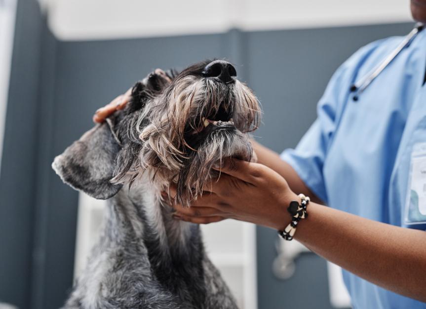Encephalitis in dogs: symptoms and prevention Encephalitis in dogs: symptoms and prevention