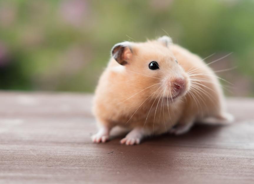 Are hamsters blind? | PetMD
