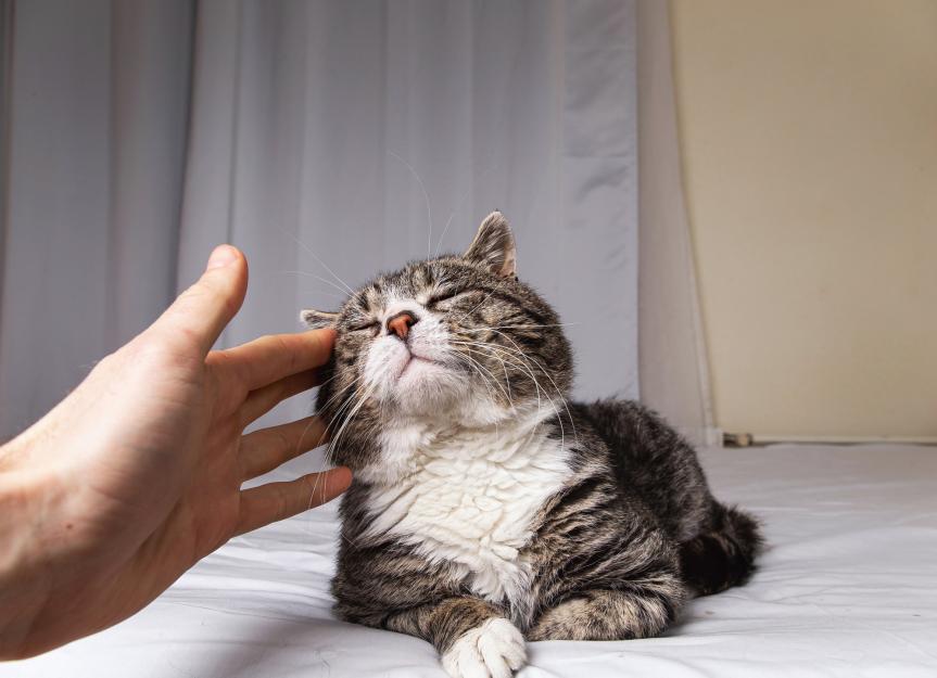 Do cats know when they die? Do cats know when they die?