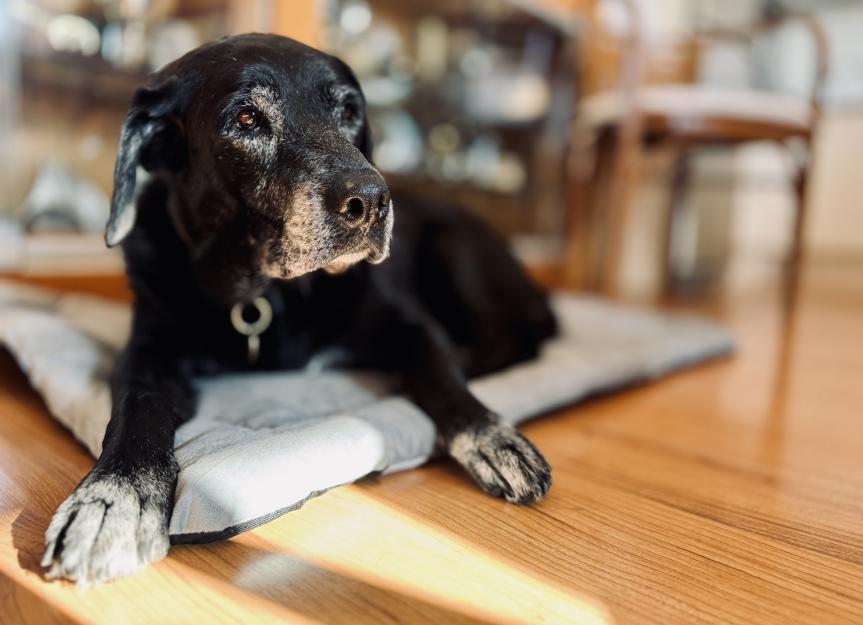 Do dogs know when they die? Do dogs know when they die?