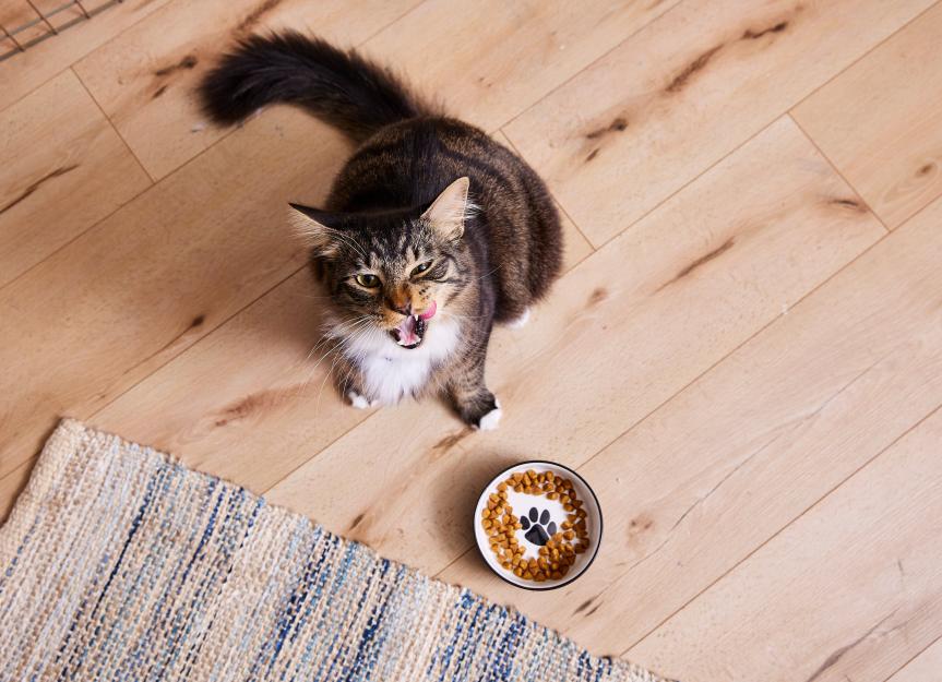How to change cat food