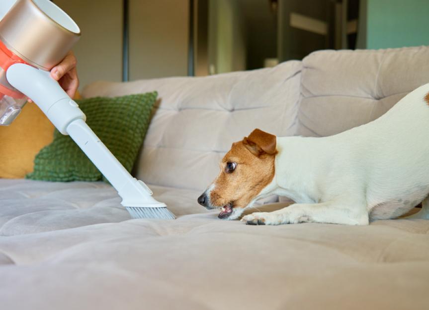 Why are dogs afraid of vacuum cleaners?