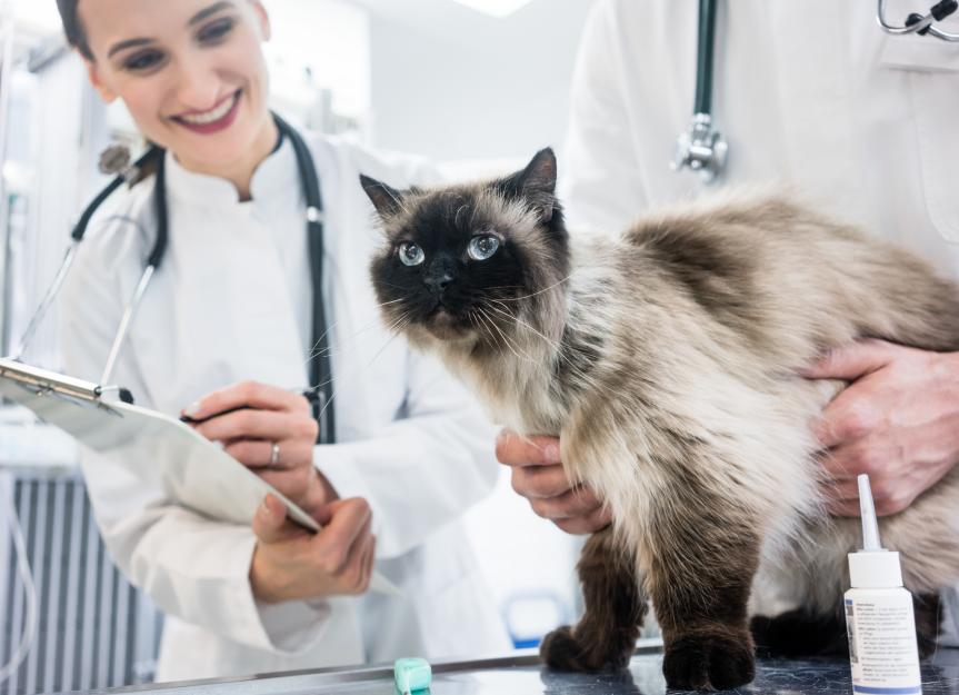 Aspiration pneumonia in cats: causes and treatment