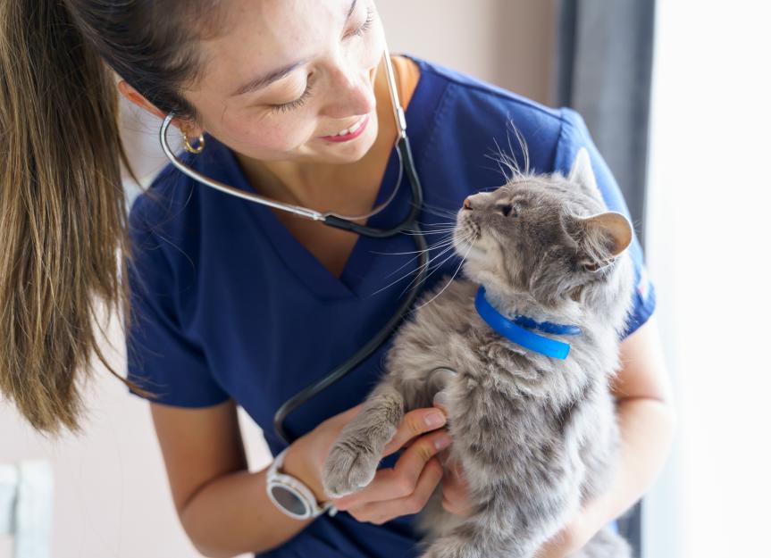 Cat intestinal blockage surgery: what it is and how to help your cat