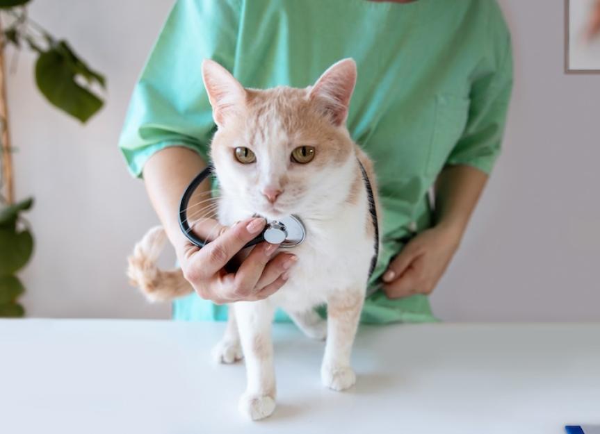 Staph Infection in Cats: Symptoms and Treatment