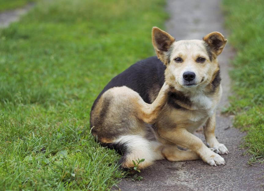 Can dogs get lice? Everything Pet Parents Should Know About Dog Lice