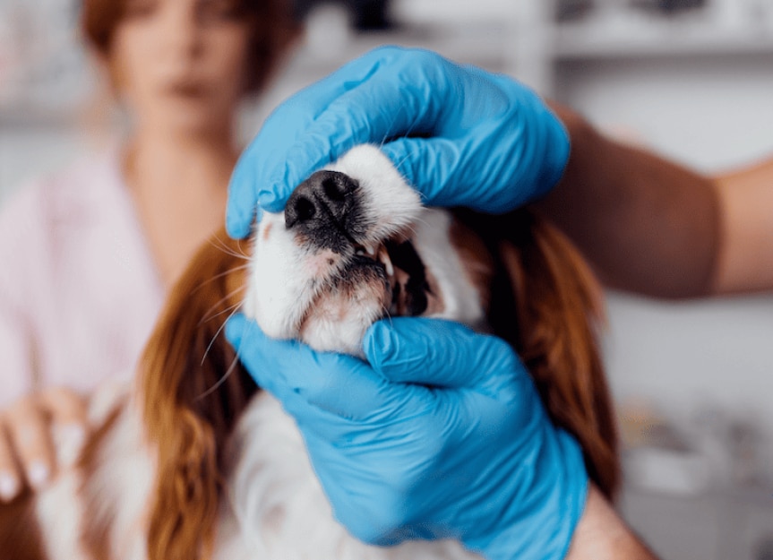 Treating Oral Cysts in Dogs