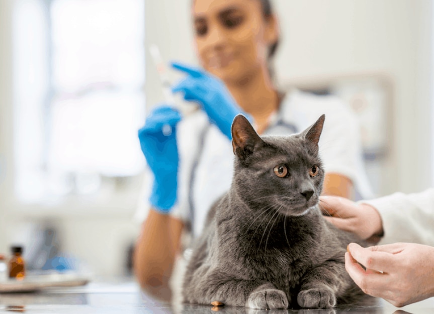 Rabies Vaccine for Cats: Timing, Cost and Side Effects