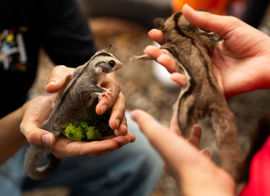 Sugar Gliders: Pet Parents' Guide to Habitats, Food and Care Sugar Gliders: Pet Parents' Guide to Habitats, Food and Care