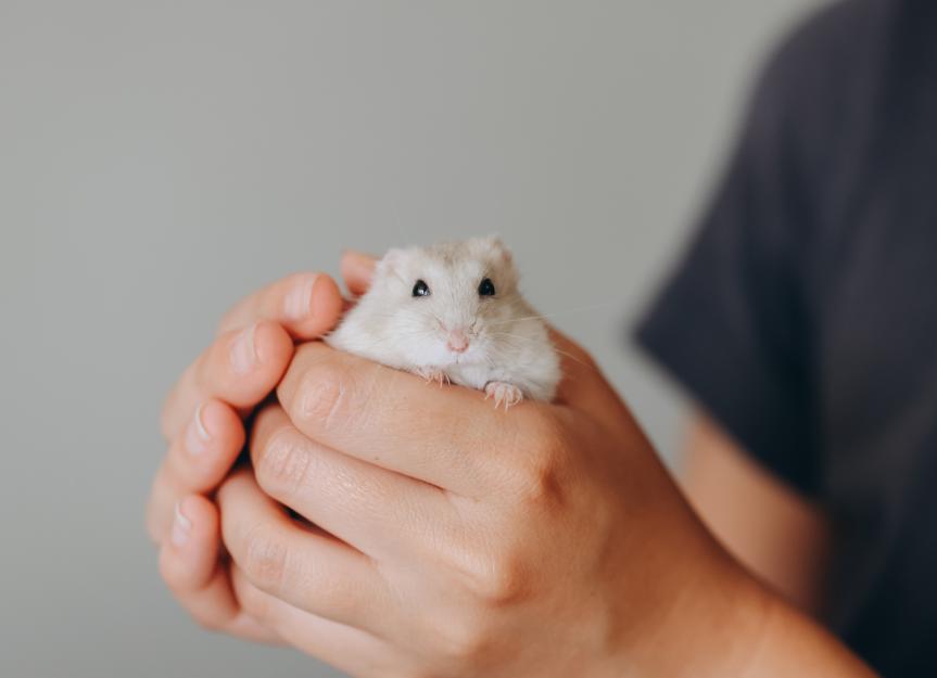 Why is my hamster sneezing?