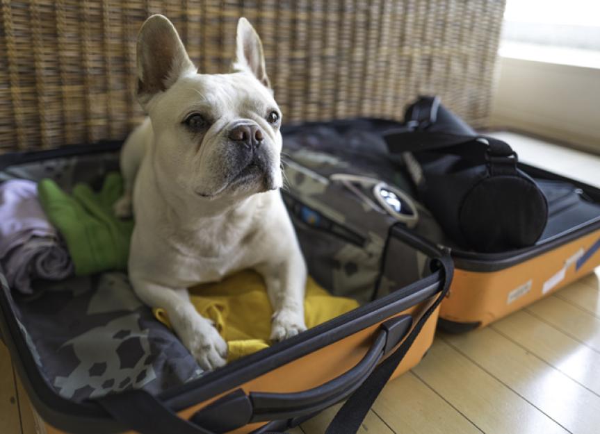 Do dogs know when you are going on a trip?