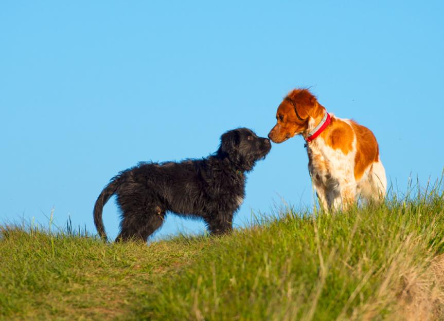 How do dogs make friends?