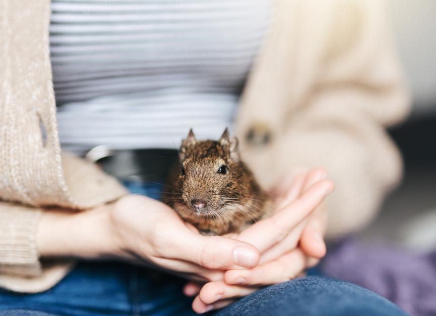 Caring for a Degu: A Guide for Pet Parents