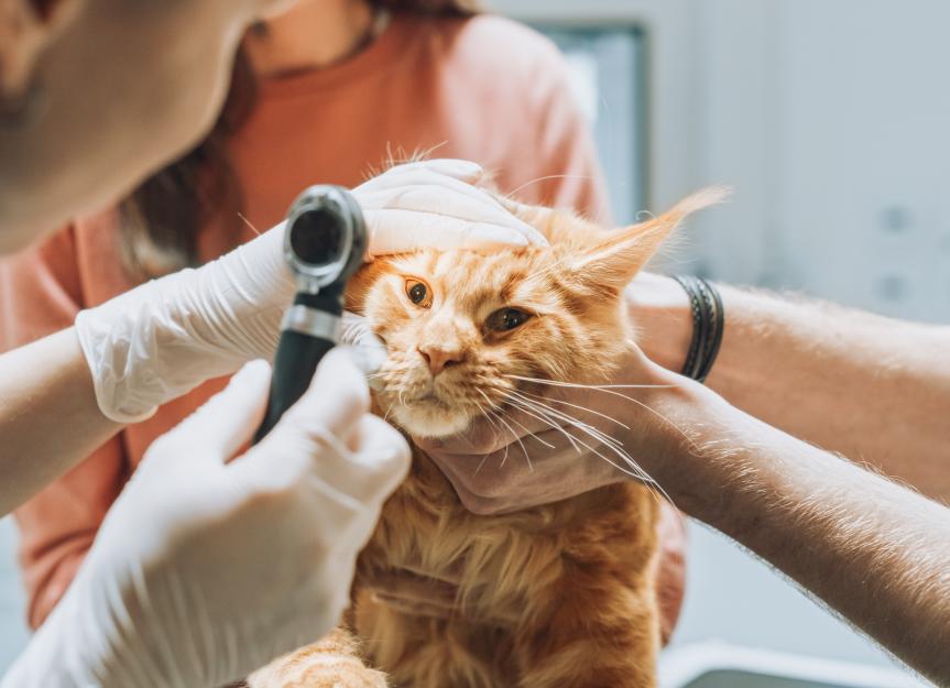 Cat Eye Tumors: Types and How to Help Your Cat