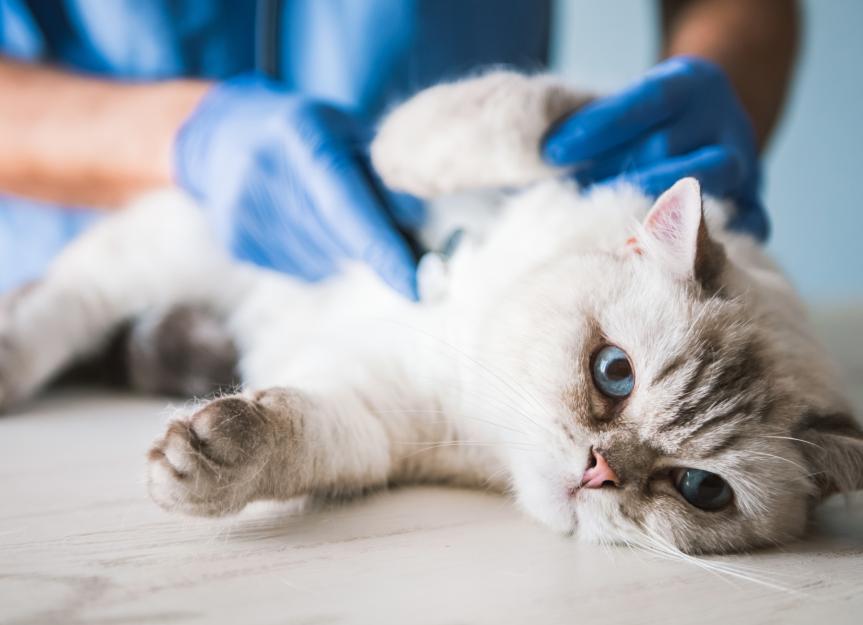 Swollen Lymph Nodes in Cats: Causes and When to Call Your Vet