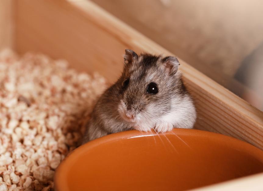 Hamster Cataracts: What They Are and How to Help Your Pet