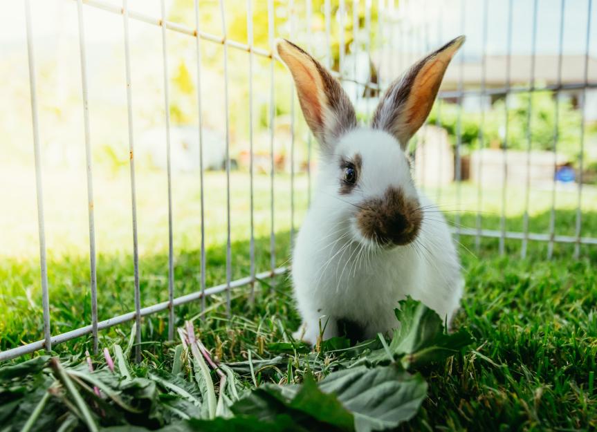 A Guide to Rabbit Cages for Pet Parents