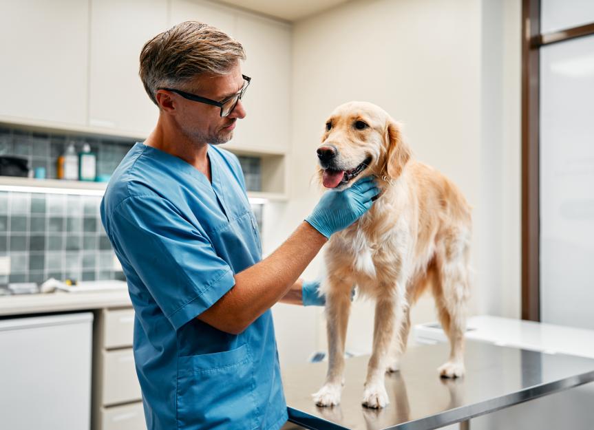 Veterinary endoscopy: what is it and why do pets need it?