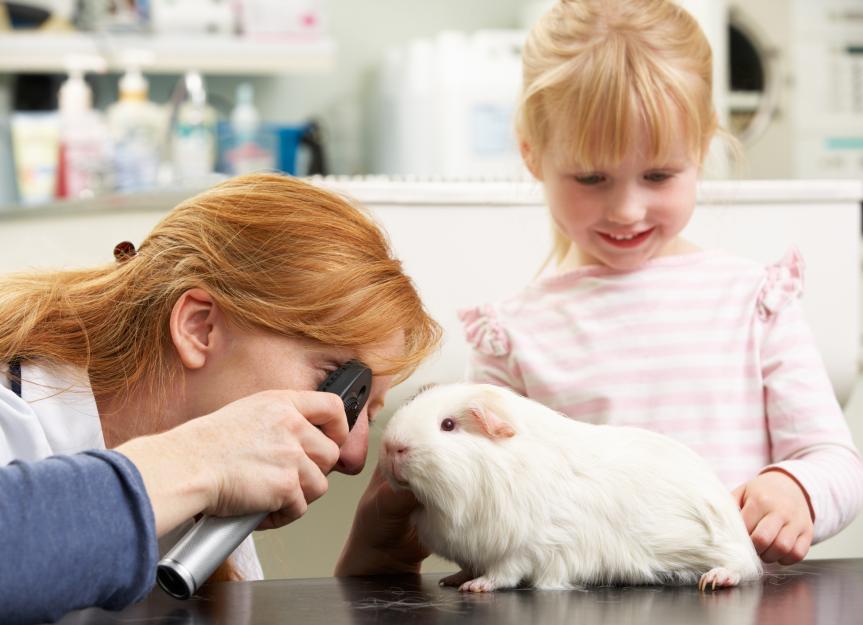 Corneal Ulcers in Guinea Pigs: Everything a Pet Parent Needs to Know
