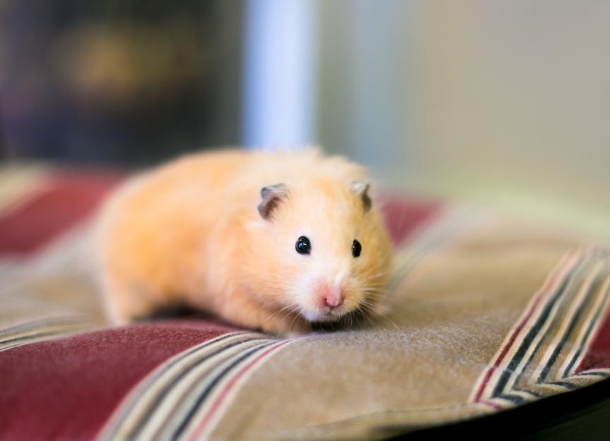 LCMV Symptoms in Hamsters: Everything Pet Parents Should Know About Lymphocytic Choriomeningitis Virus