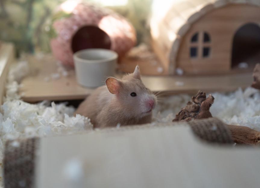 T-cell lymphoma in hamsters: symptoms and treatment