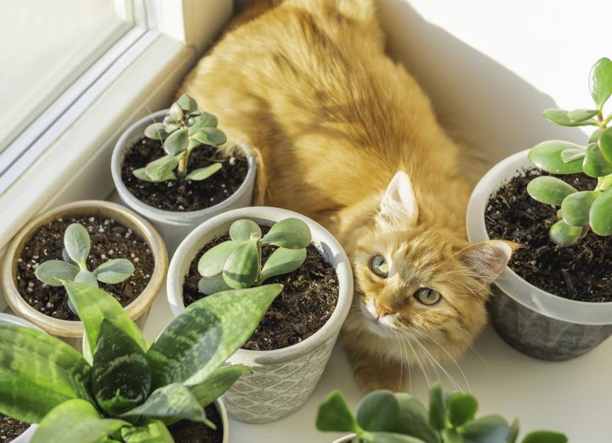 Are Succulents Toxic to Cats