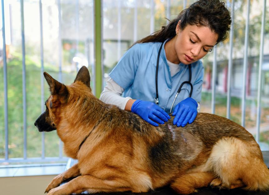 Flies in Dogs: What They Are and How to Treat Them