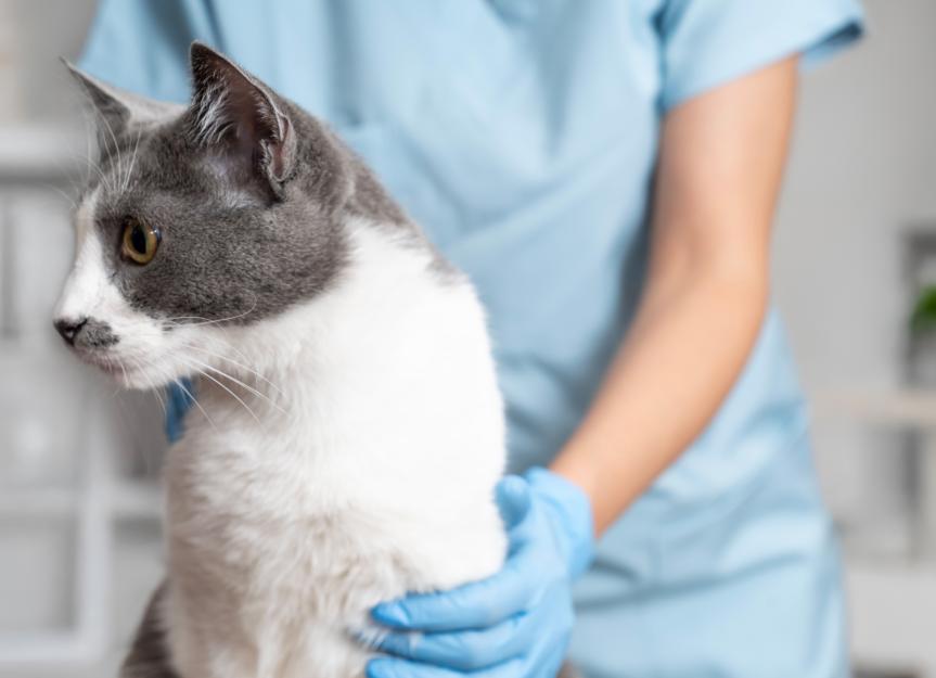 Collapsed Trachea in Cats: Common Causes and Symptoms