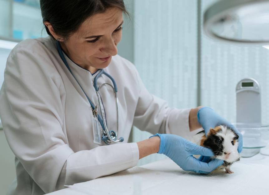 Gastrointestinal Stasis in Guinea Pigs: Causes and When to Call Your Vet