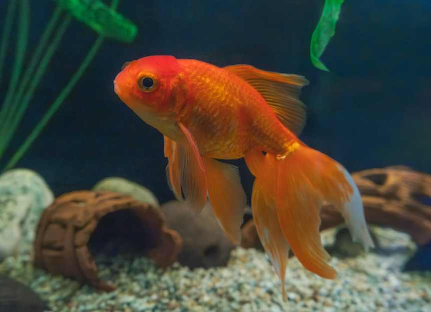 Do goldfish sleep? Sleep behavior explained