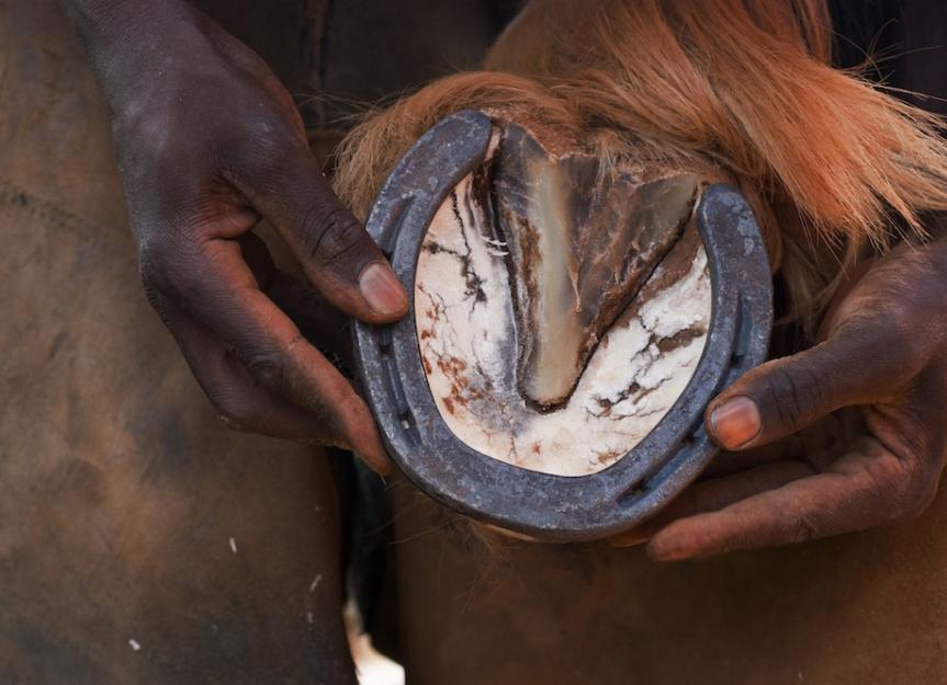 Why do horses need shoes? The real reasons, the pros and cons, and when they are necessary