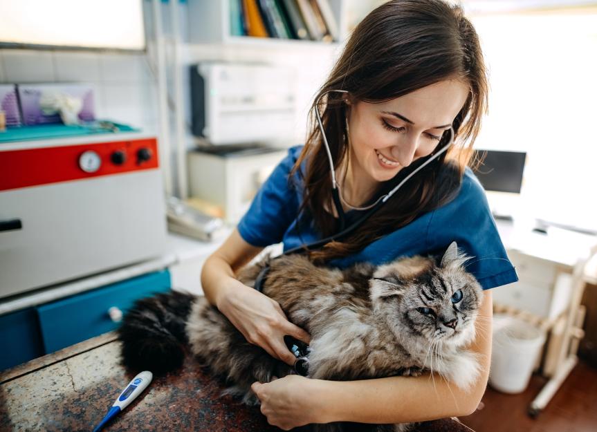 Is Your Cat at Risk for Heartworm Disease?