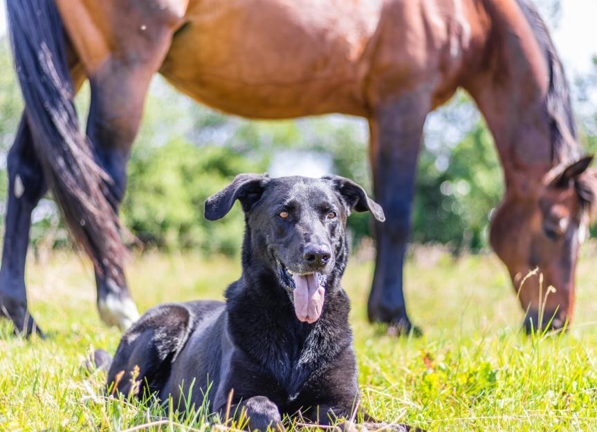 Neosporosis in Dogs: Common Symptoms and Treatment