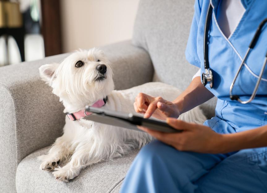 Shaker syndrome in dogs: causes and treatment