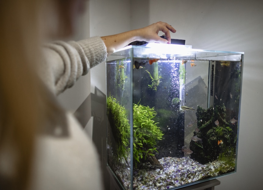 How to take care of fish