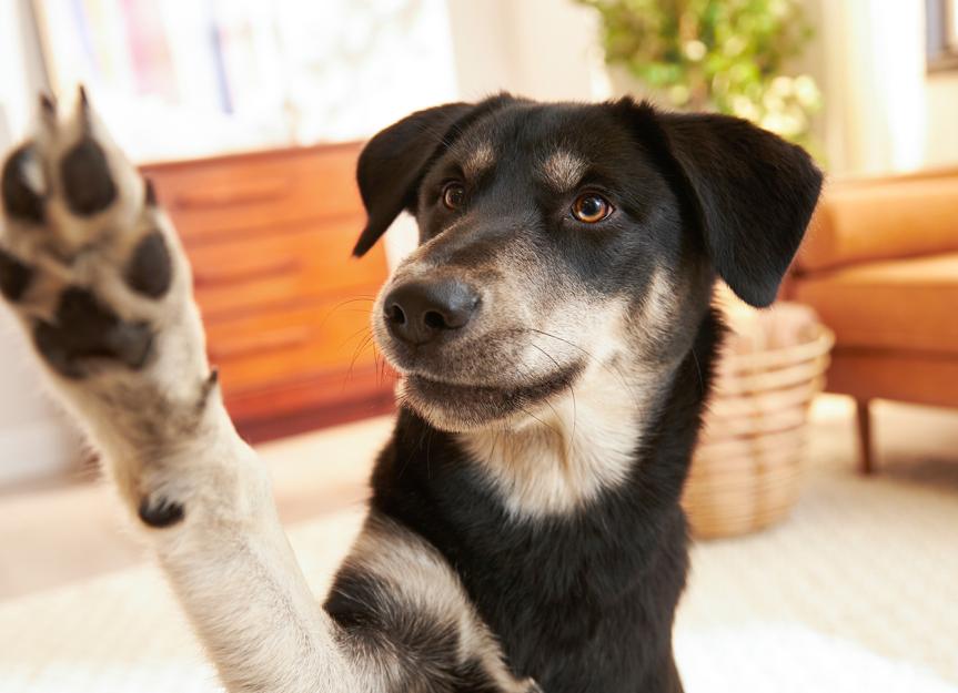 Why do dog paws smell like Fritos?