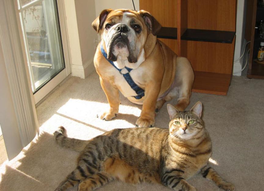 关于猫狗甲状腺疾病你需要知道的事情