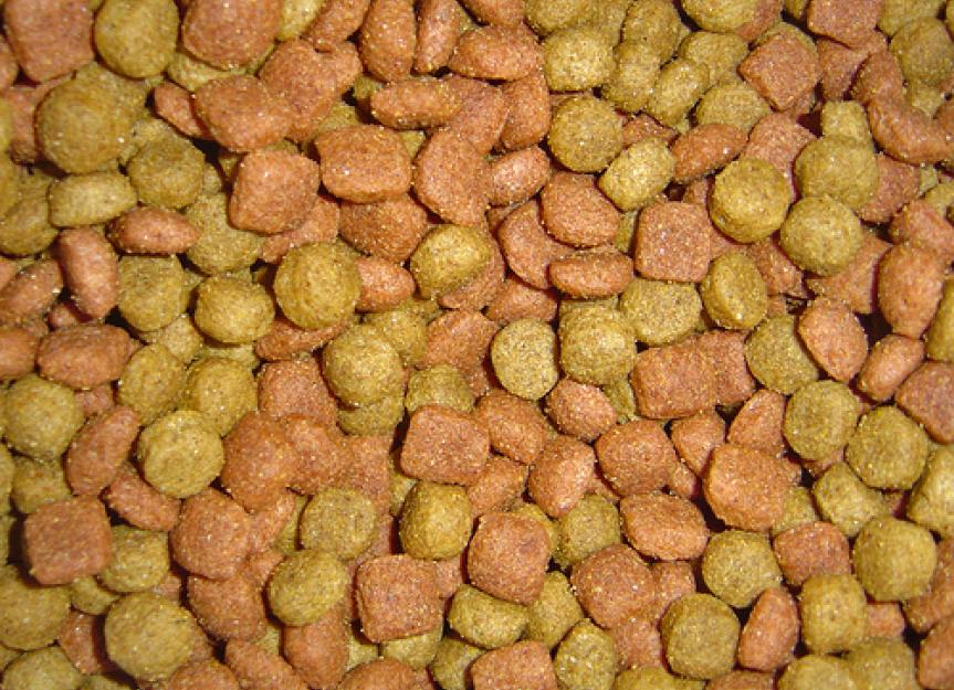 Pet Food (What You Need to Know) for Your Pet's Sake