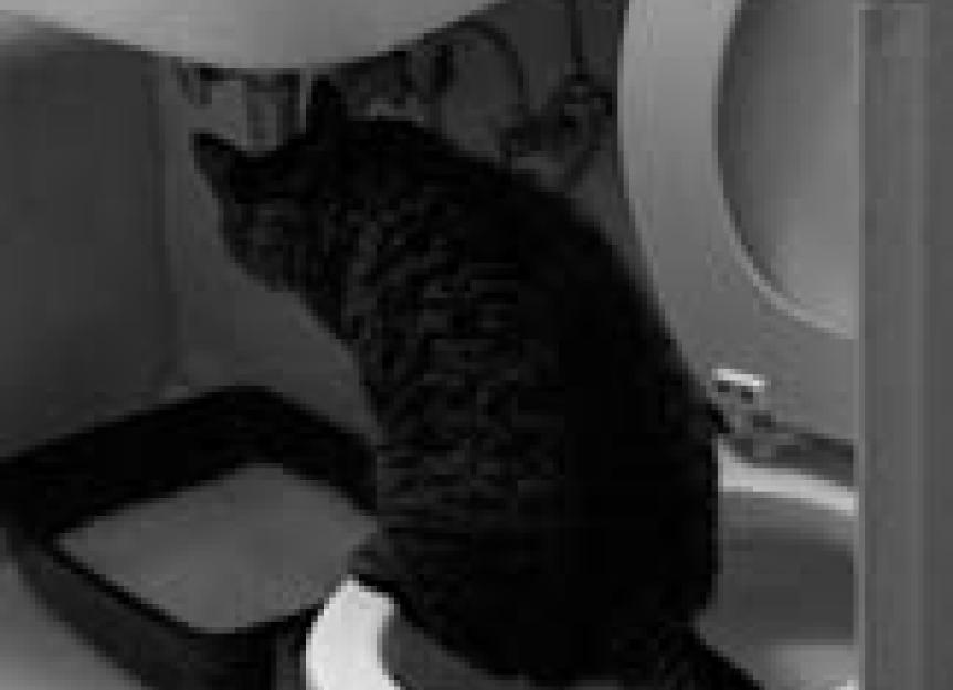 Feline Urinary Issues: The Blocked Cat