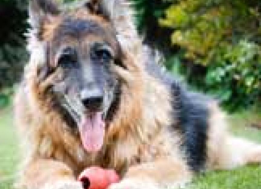 Geriatric Pets Need More Protein