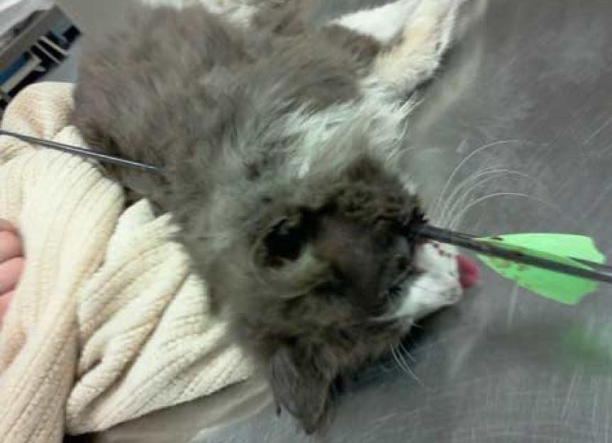 脸书页面上被箭伤的猫的照片为野生猫科动物筹集资金