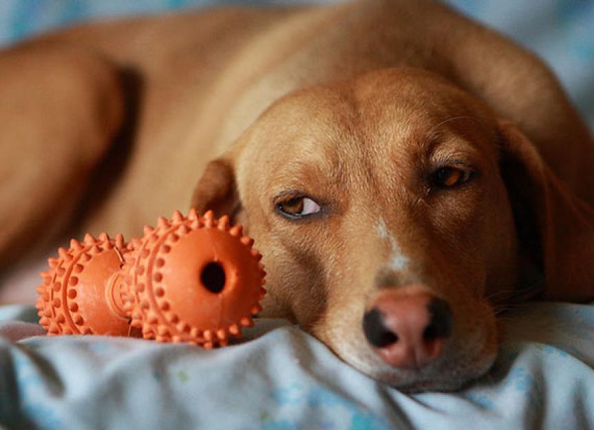 No bones about it! The FDA Calls Bones for Dogs a Definite 'No-no'