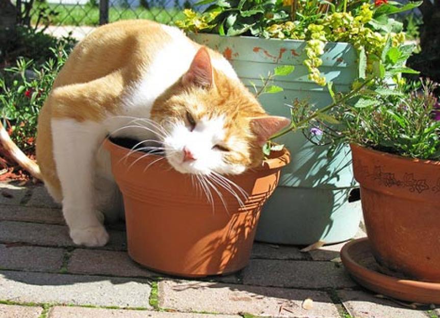 10 Herbs to Improve Your Cat's Health