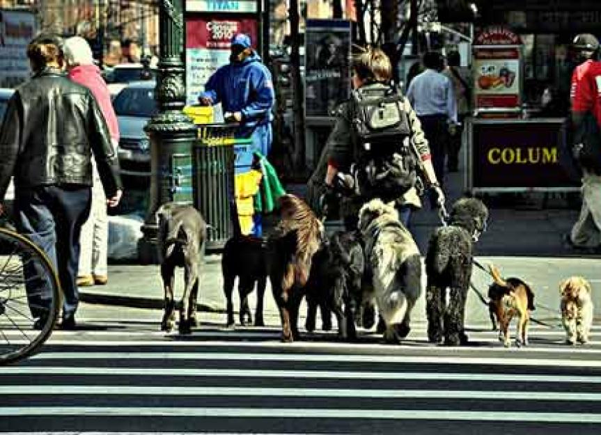 How to Become a Professional Pet Sitter/Dog Walker