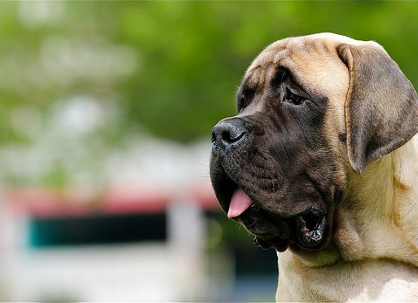 Top 10 Large Dog Breeds