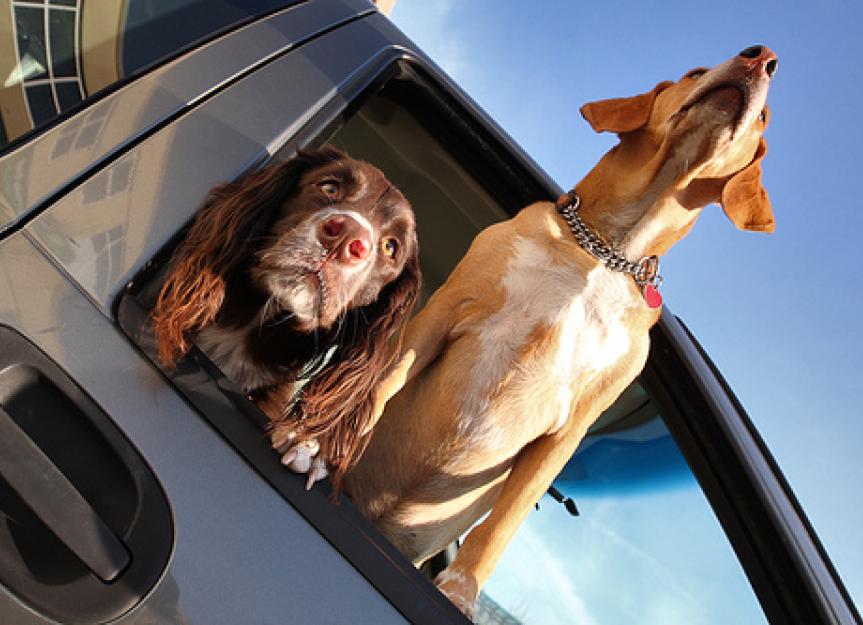 can dogs travel in car