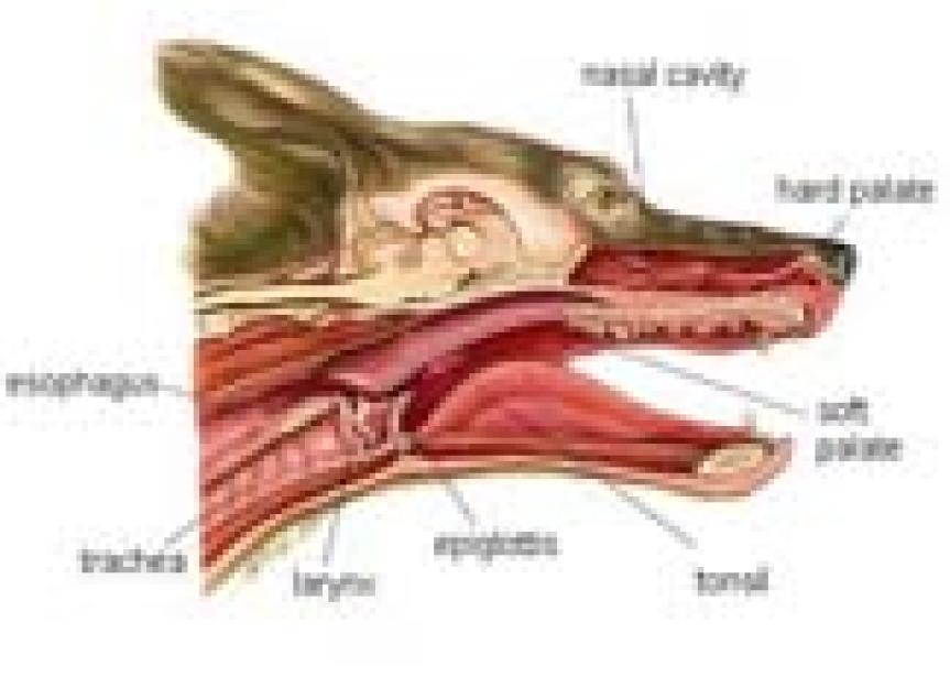 A Common Cause of Respiratory Difficulties Laryngeal Paralysis PetMD