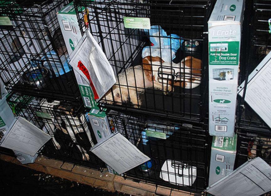Top 10 Ways You Can Help Stop Puppy Mills