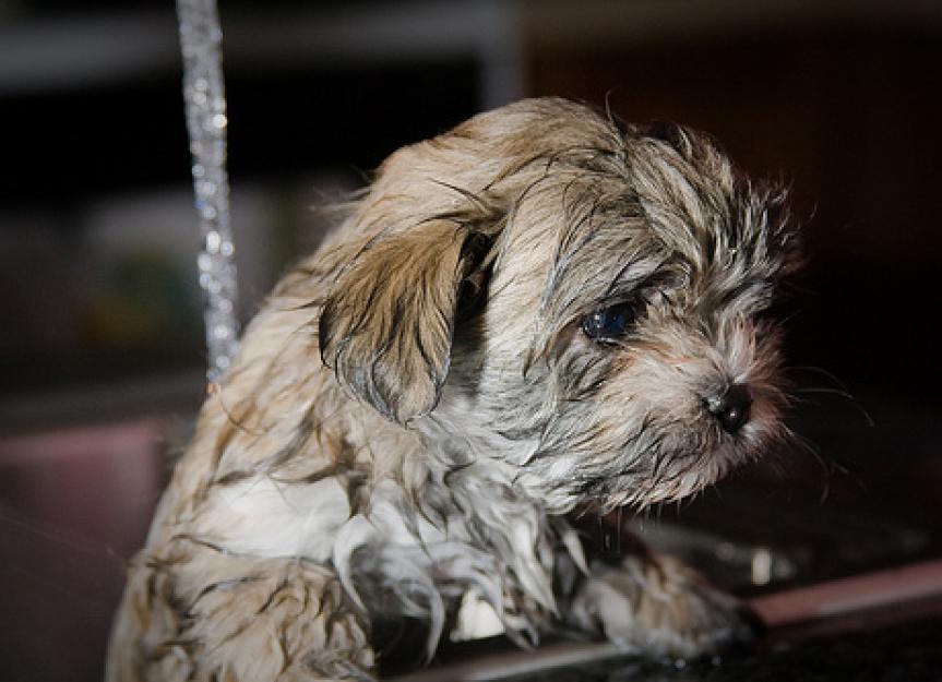 5 Tips For Bath Time Fun with Your Pets